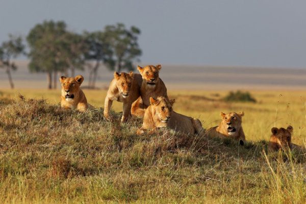 Lions-in-Ruaha