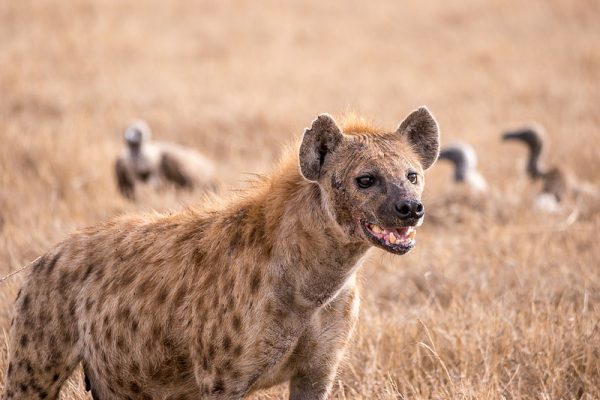 Tanzania_-_Spotted_hyena