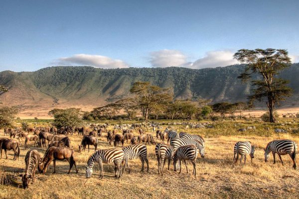 Ngorongoro Crater teems with life.